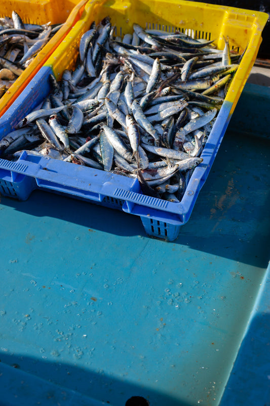 Carte postale "Sardines"